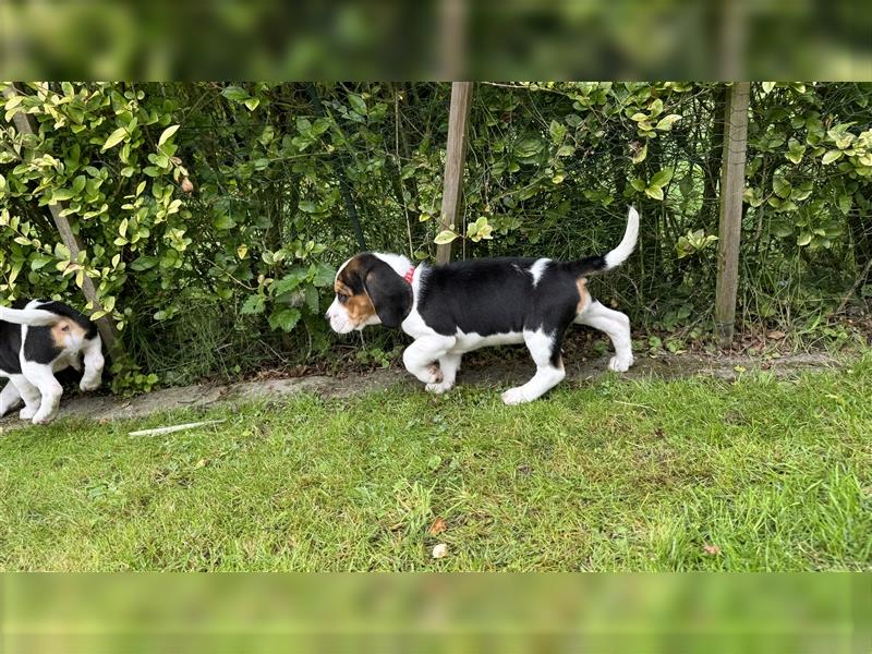 Beagle Welpen