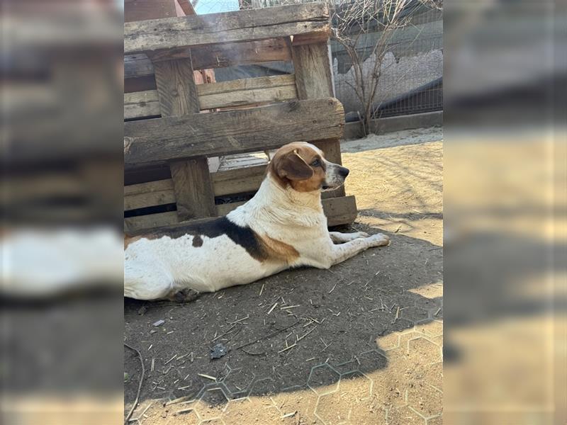 Aufgeweckter Rüde Bongo - Beagle-Mischling, 3 Jahre, 40cm, Tierschutz