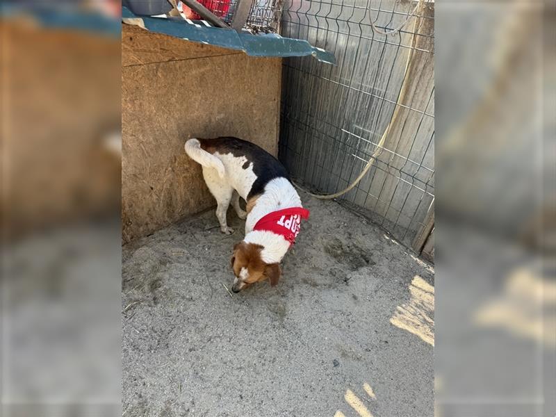 Aufgeweckter Rüde Bongo - Beagle-Mischling, 3 Jahre, 40cm, Tierschutz