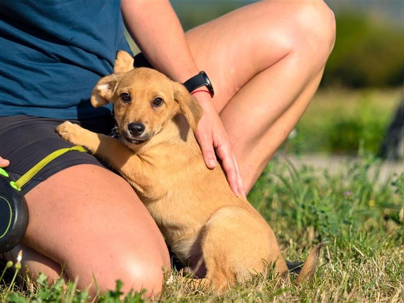 LANIUS ca. 4 mon. Beaglemixjunge sucht liebevolle Familie