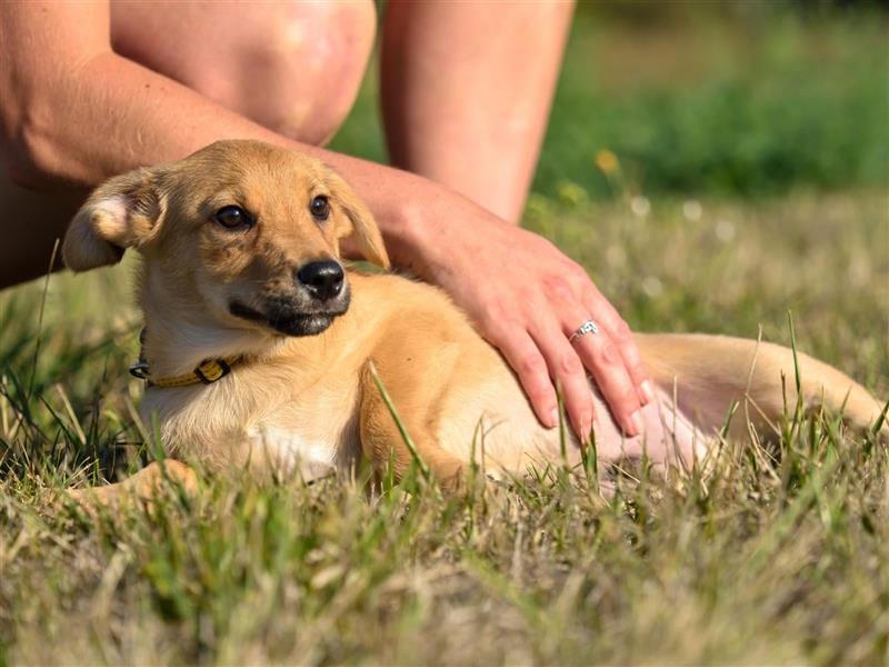 LANIUS ca. 4 mon. Beaglemixjunge sucht liebevolle Familie