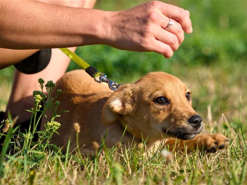 LANIUS ca. 4 mon. Beaglemixjunge sucht liebevolle Familie