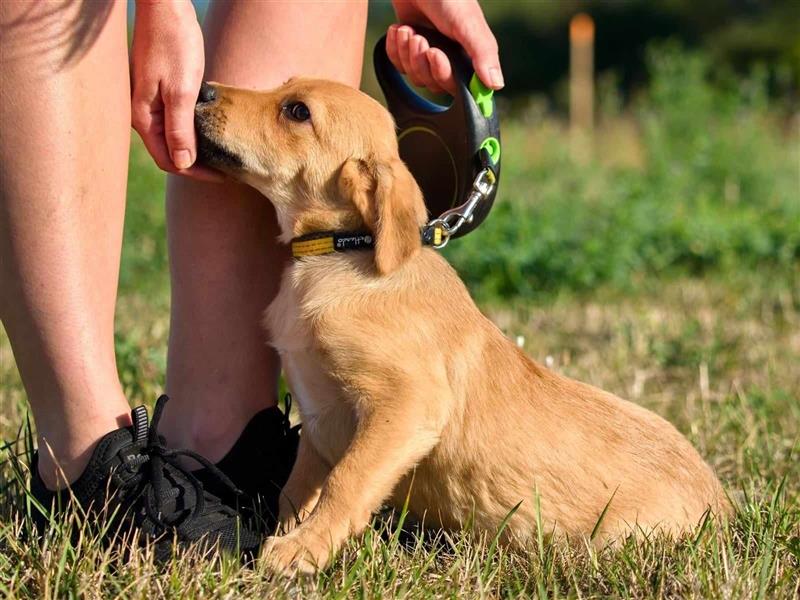 LANIUS ca. 4 mon. Beaglemixjunge sucht liebevolle Familie