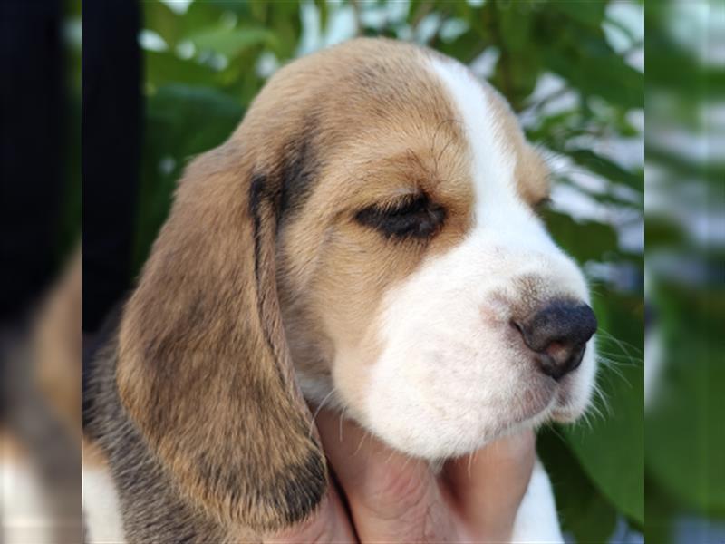 BEAGLE Welpen Beaglewelpen Abgabetermin: 08 / 2024