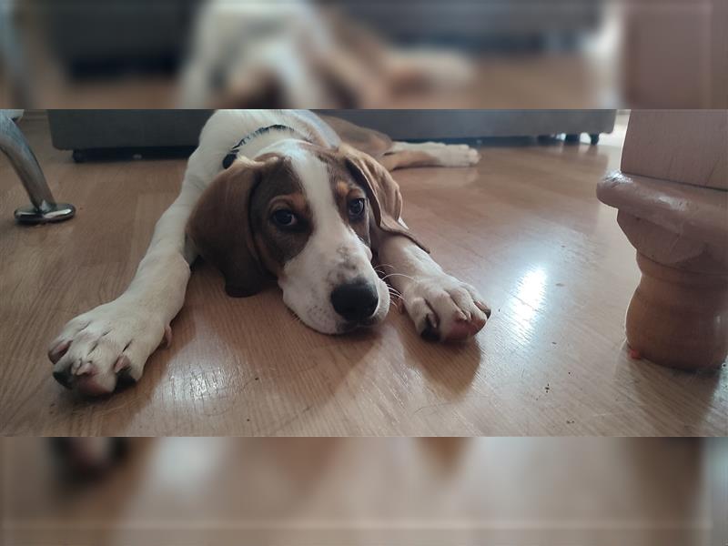 Willy- sehr verträglicher Beaglemix