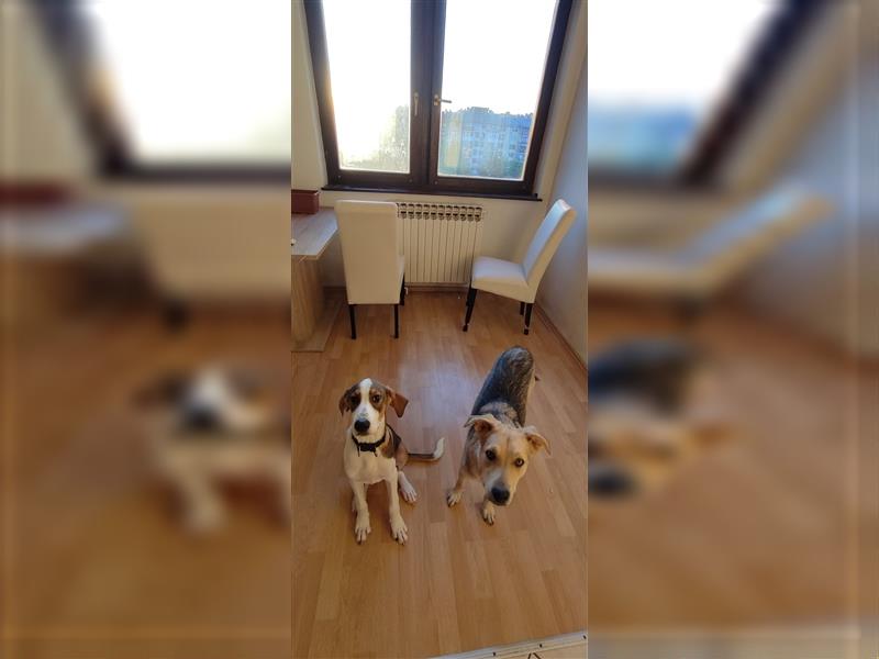 Willy- sehr verträglicher Beaglemix