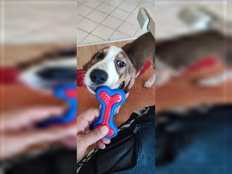 Willy- sehr verträglicher Beaglemix