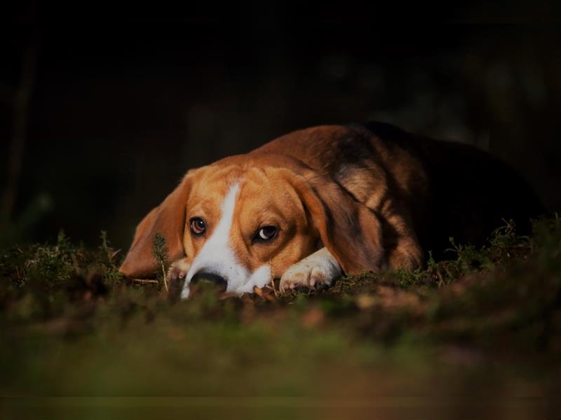 Beagle Deckrüde KEIN VERKAUF !!!