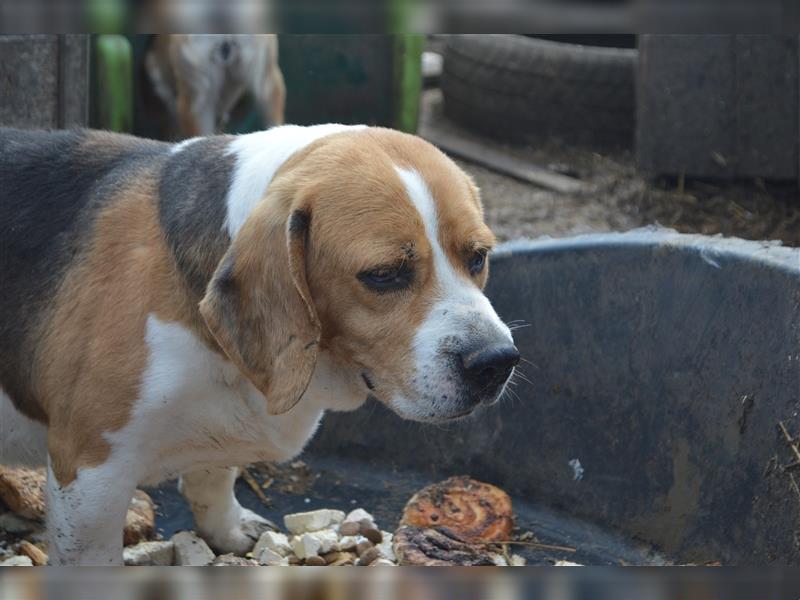 William-PP, zuckersüßer Beagle sucht Liebhaber!