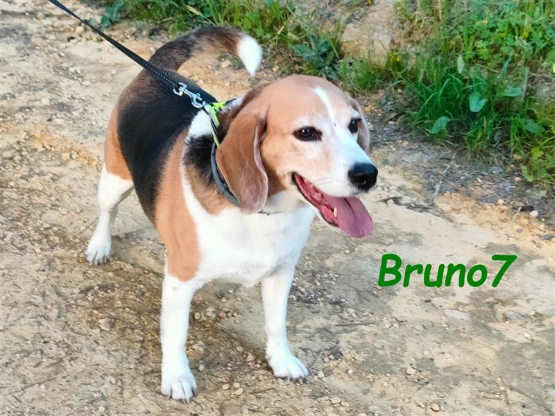 Bruno7 08/2015 (ESP) - wundervoller, ruhiger und lieber Beagle!