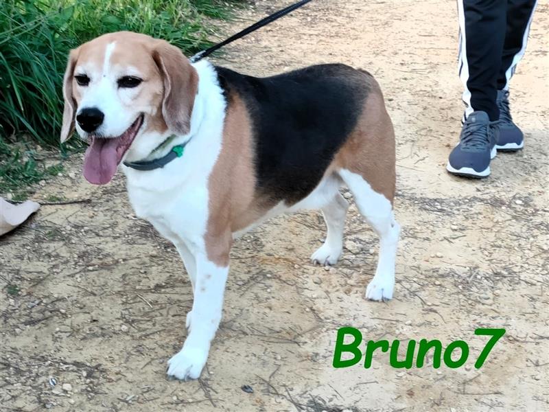 Bruno7 08/2015 (ESP) - wundervoller, ruhiger und lieber Beagle!