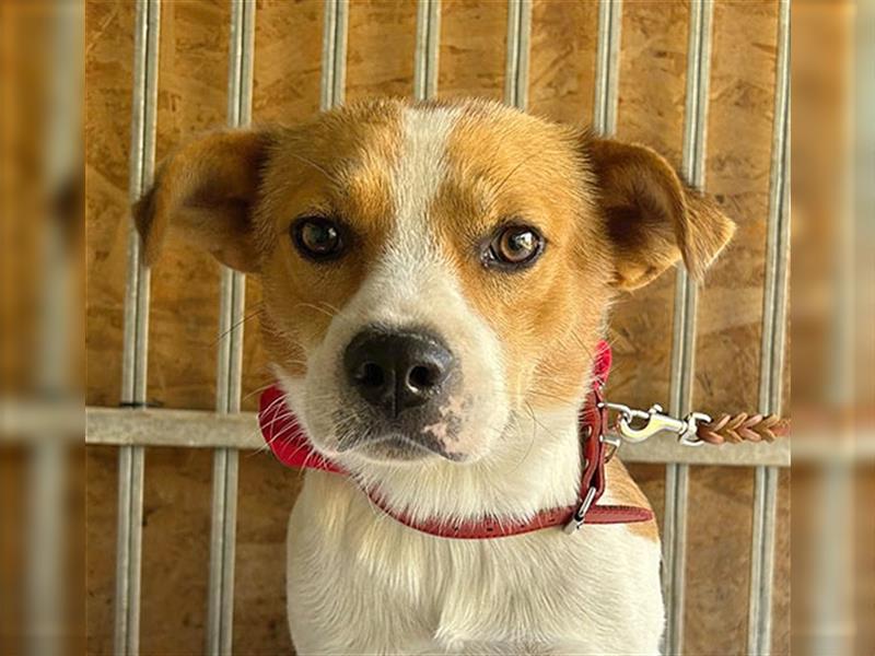 (R)* ❤️ hübscher Beagle-Mix RUDI - 1,5 Jahre, 40cm/15kg