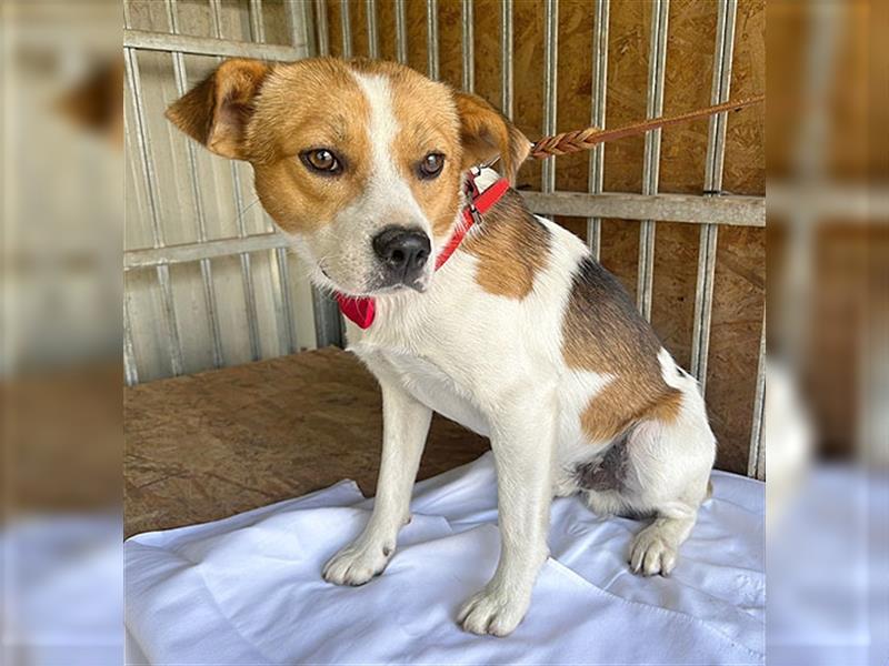 (R)* ❤️ hübscher Beagle-Mix RUDI - 1,5 Jahre, 40cm/15kg