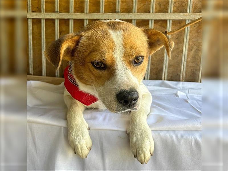 (R)* ❤️ hübscher Beagle-Mix RUDI - 1,5 Jahre, 40cm/15kg