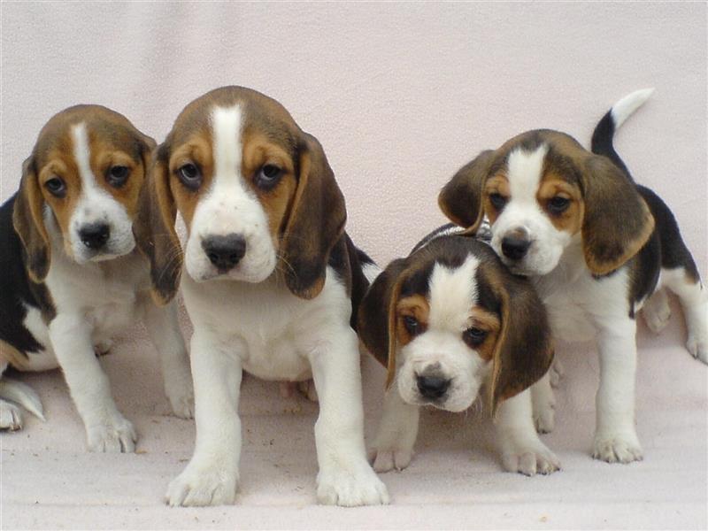 Sehr süße Beagle Welpen tricolor abzugeben