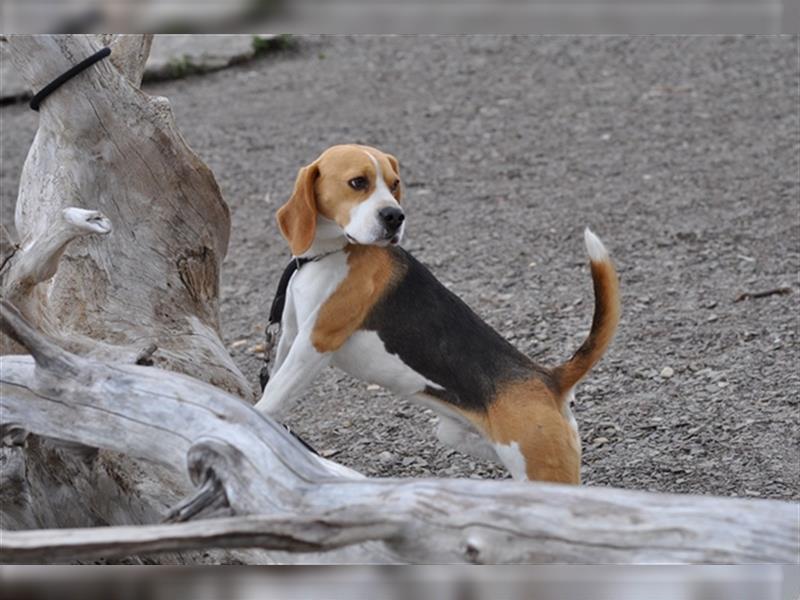 Beagle Deckrüde KENNY mit Stammbaum/Papiere für Ihre zuchttaugliche Hündin
