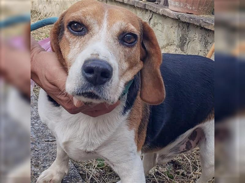 Dante - ein famoser Beagle und liebenswürdiger Begleiter