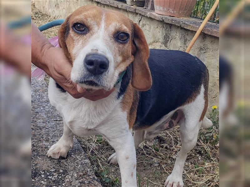 Dante - ein famoser Beagle und liebenswürdiger Begleiter