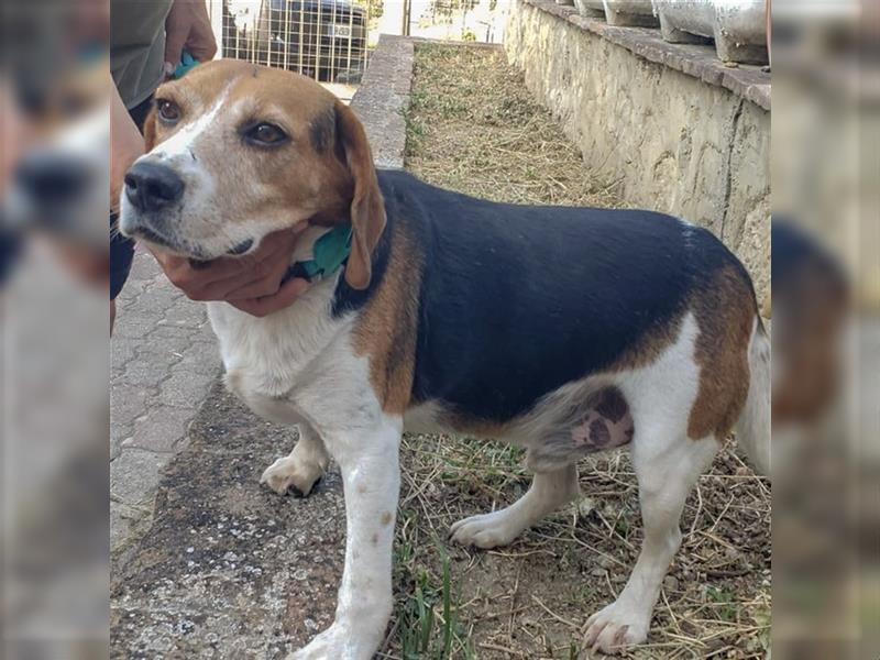 Dante - ein famoser Beagle und liebenswürdiger Begleiter