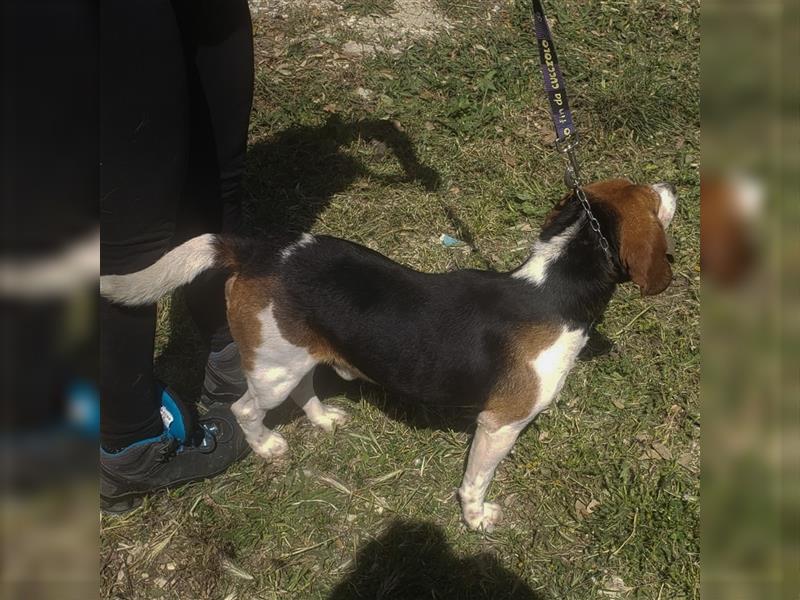 Dante - ein famoser Beagle und liebenswürdiger Begleiter