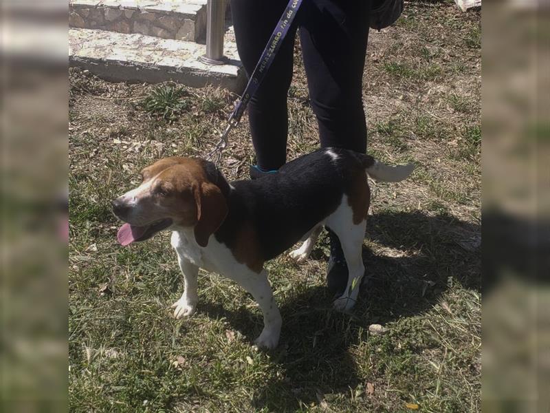 Dante - ein famoser Beagle und liebenswürdiger Begleiter