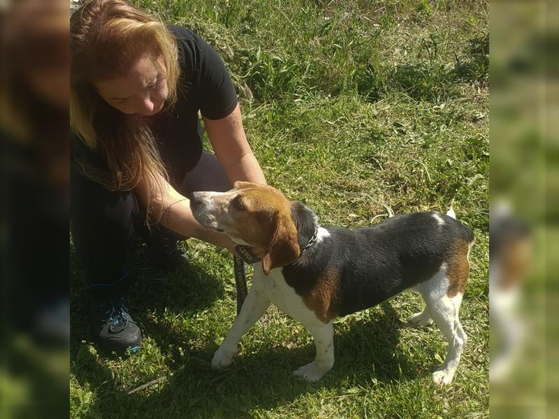 Dante - ein famoser Beagle und liebenswürdiger Begleiter