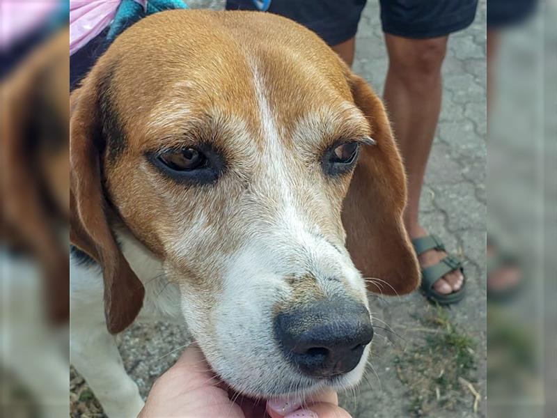 Dante - ein famoser Beagle und liebenswürdiger Begleiter