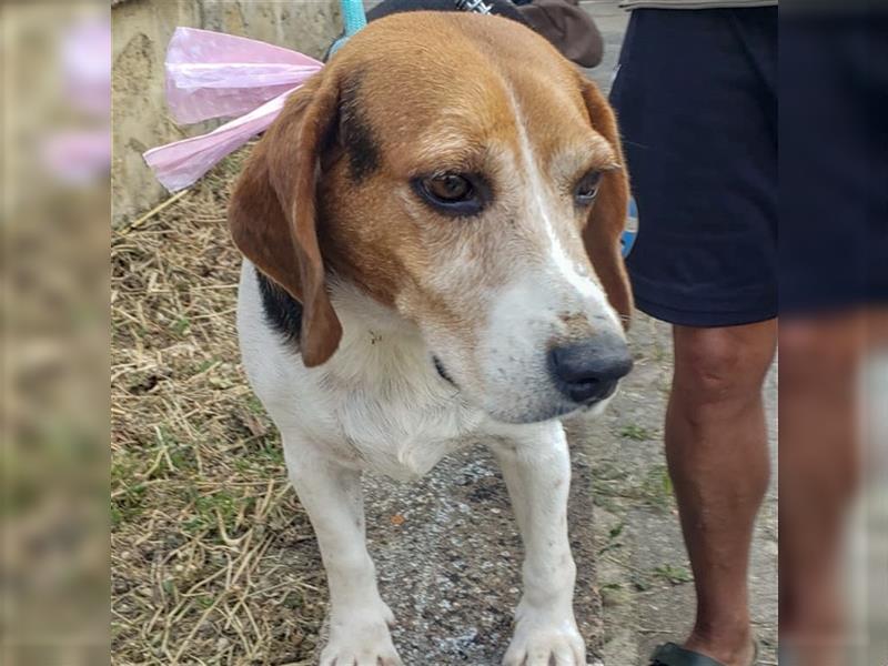 Dante - ein famoser Beagle und liebenswürdiger Begleiter