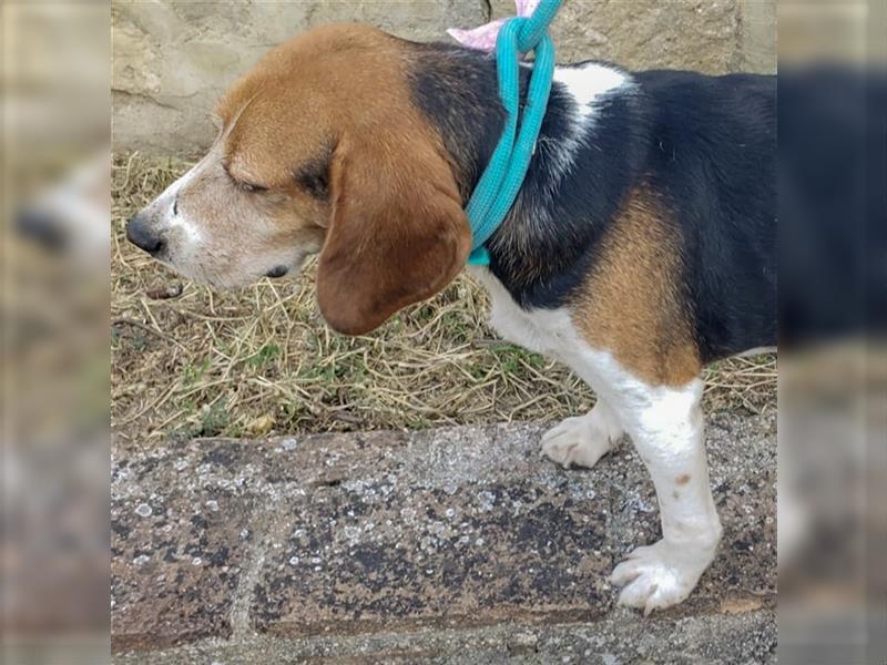 Dante - ein famoser Beagle und liebenswürdiger Begleiter