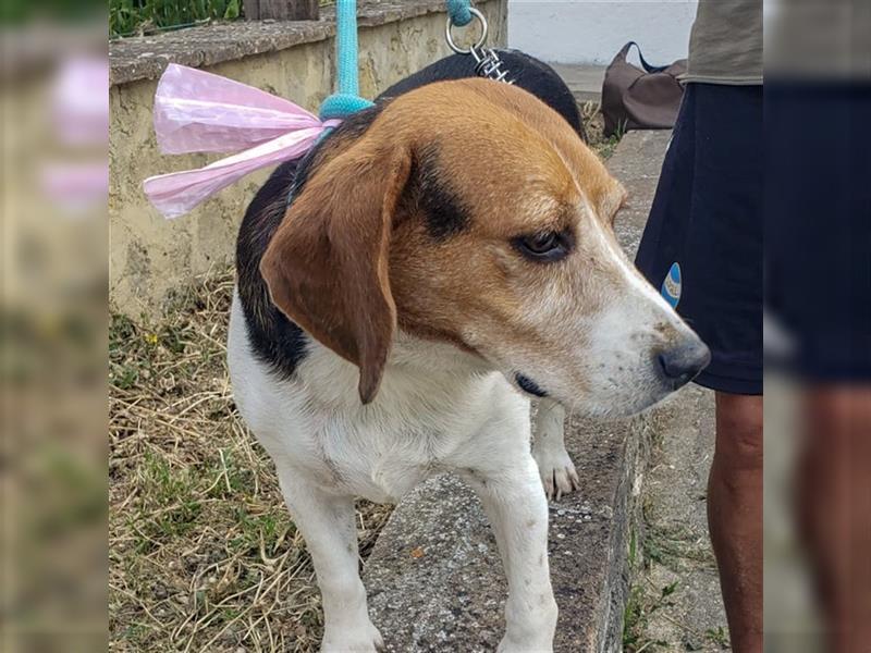 Dante - ein famoser Beagle und liebenswürdiger Begleiter