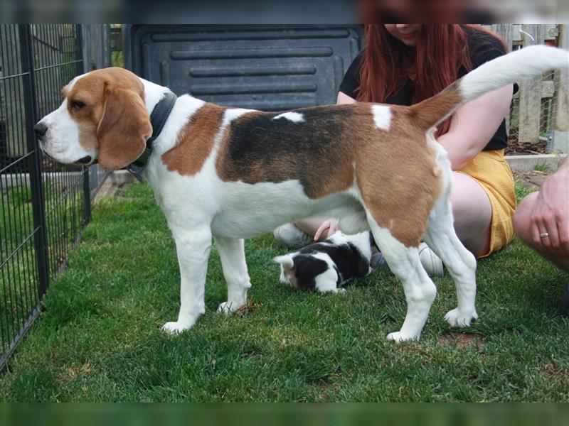 Typvoller Beagle DECKRÜDE (kein Verkauf)
