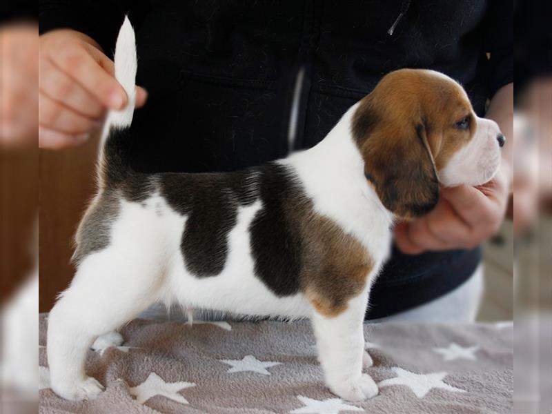 Typvoller Beagle DECKRÜDE (kein Verkauf)