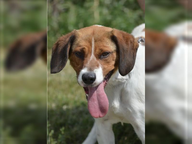 Bingo - Aktiver Beagle-Foxterrier-Mischling, ca. 1-2 Jahre