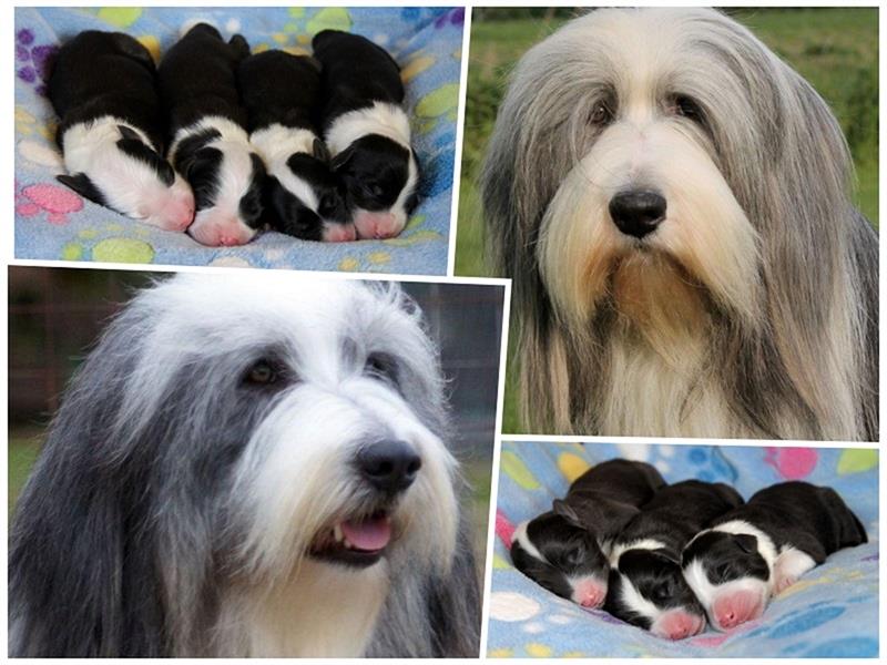 Bearded Collie Welpen