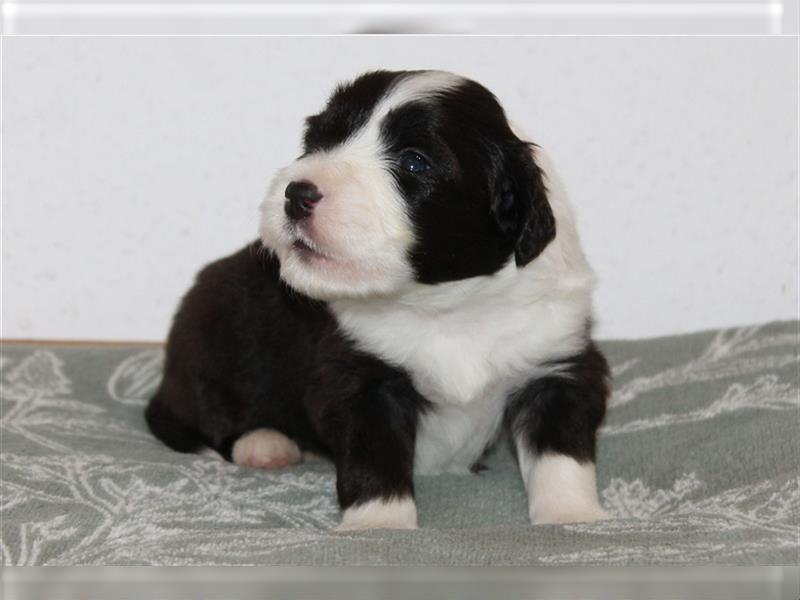 Bearded Collie Welpen