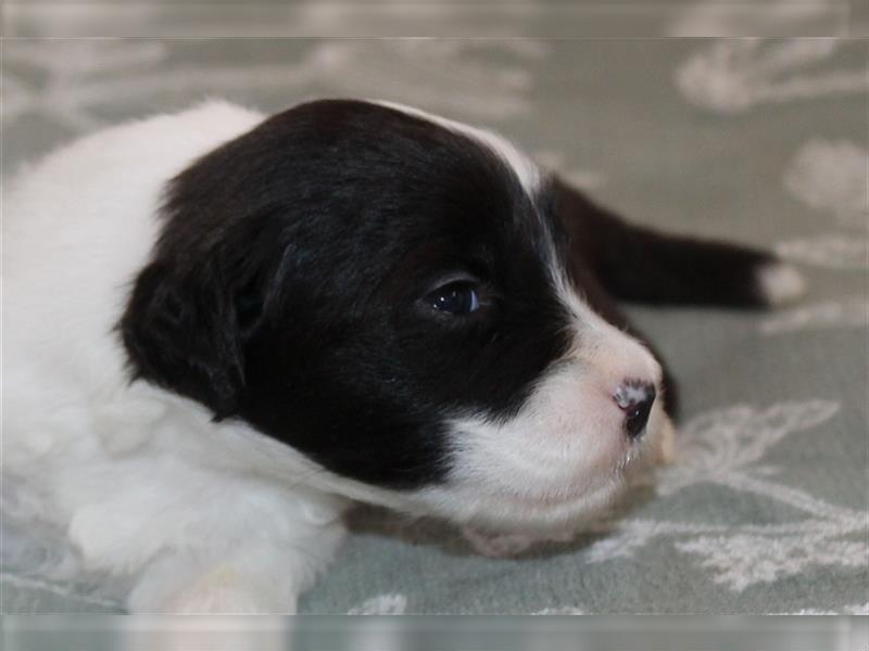 Bearded Collie Welpen