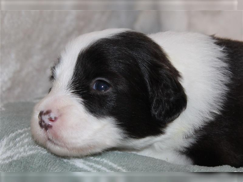 Bearded Collie Welpen