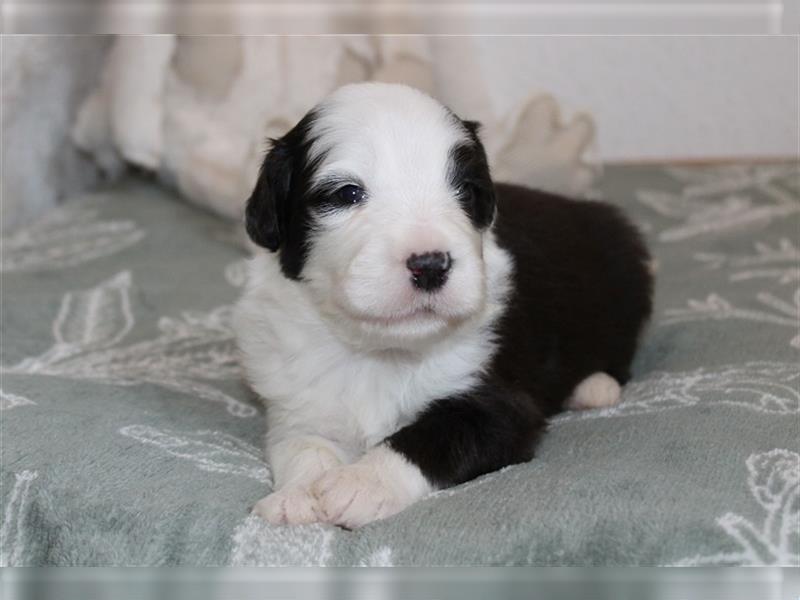 Bearded Collie Welpen