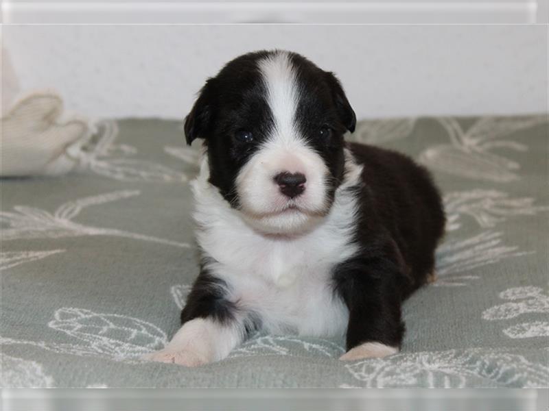 Bearded Collie Welpen