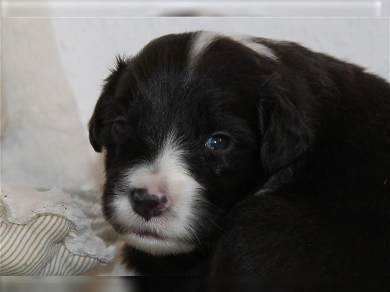 Bearded Collie Welpen