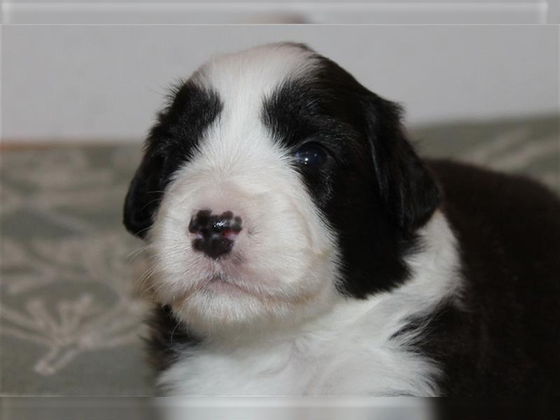 Bearded Collie Welpen