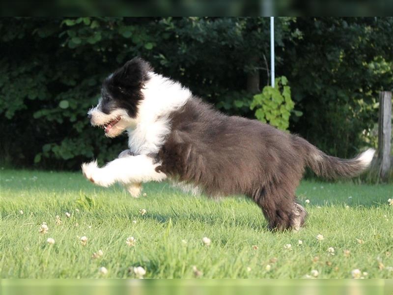 Bearded Collie Welpen