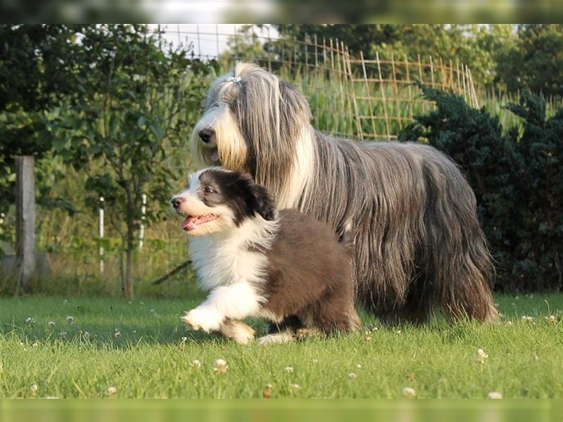 Bearded Collie Welpen