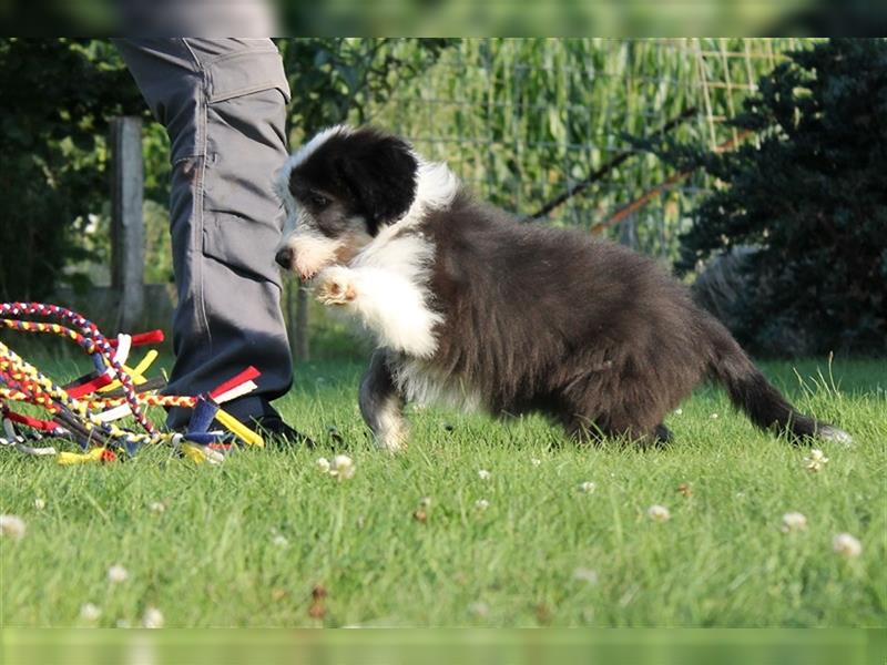 Bearded Collie Welpen