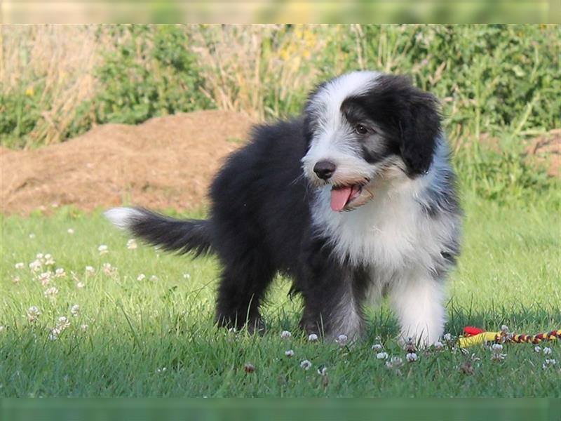 Bearded Collie Welpen