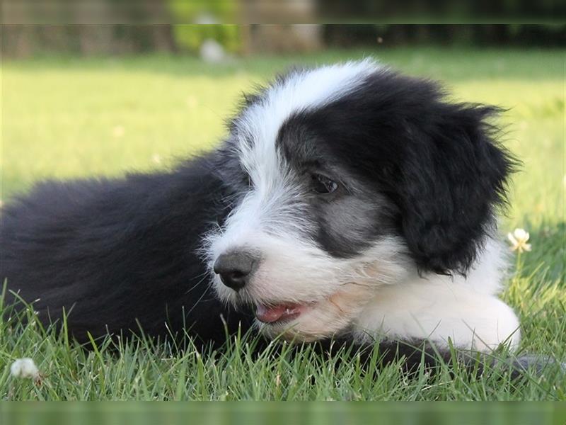 Bearded Collie Welpen