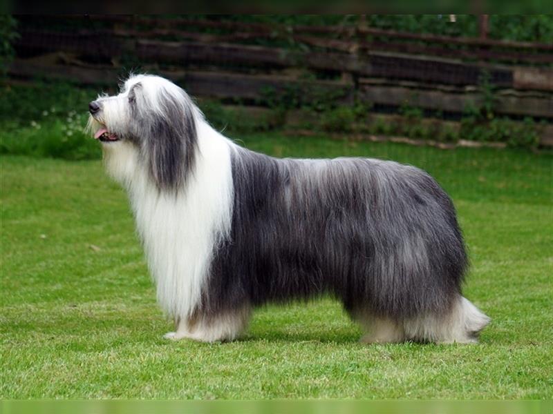 Bearded Collie Welpen