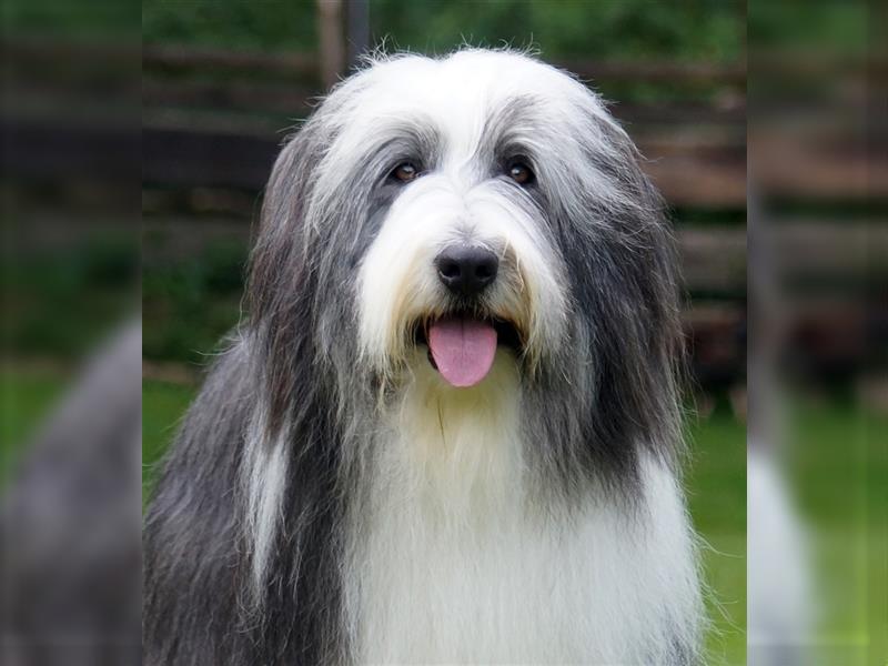 Bearded Collie Welpen