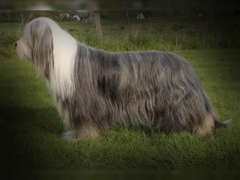 Bearded Collie Welpen