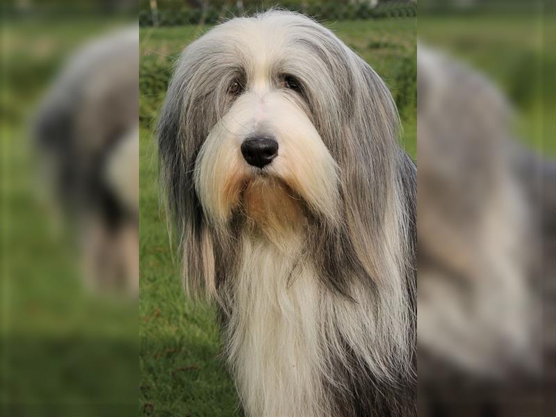 Bearded Collie Welpen